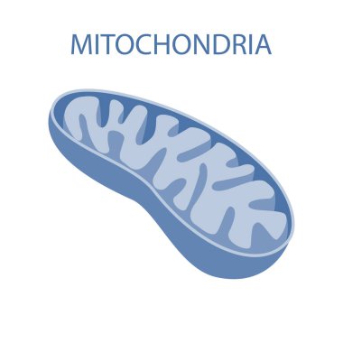The internal structure of mitochondria clipart