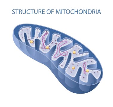 Components of a typical mitochondrion clipart