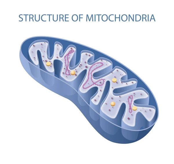 Componentes Una Mitocondria Típica — Foto de Stock