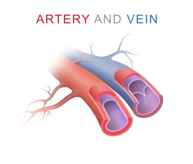 Difference between arteries and veins clipart