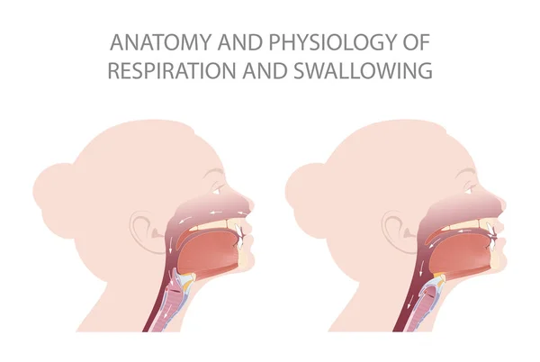呼吸と嚥下時のEpiglottisの位置 — ストック写真