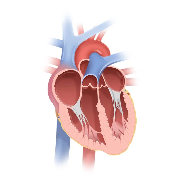 Emberi Szív Anatómiája — Stock Fotó