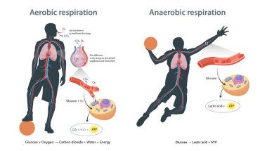 Hücrelerde aerobik ve anaerobik solunum