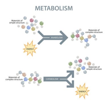 İnsan betimlemesinin metabolizması