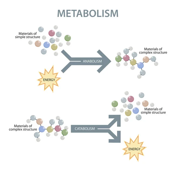 Metabolismo Ilustração Organismo Humano — Fotografia de Stock