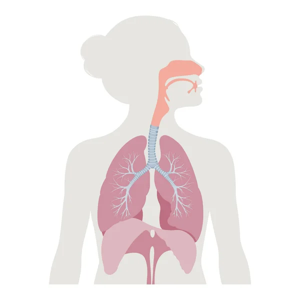 Illustration Det Respiratoriska Systemet — Stockfoto