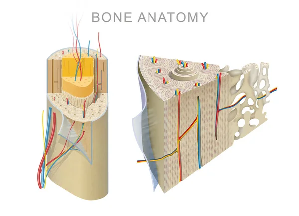 Anatomía Hueso Largo —  Fotos de Stock