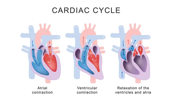 Fasi Del Ciclo Cardiaco Sistole Diastole — Foto Stock