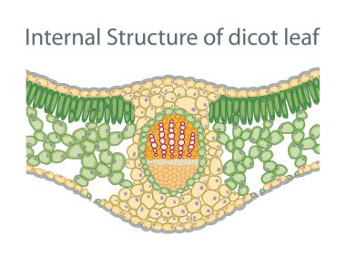 Dicot Leaf diyagramının anatomisi
