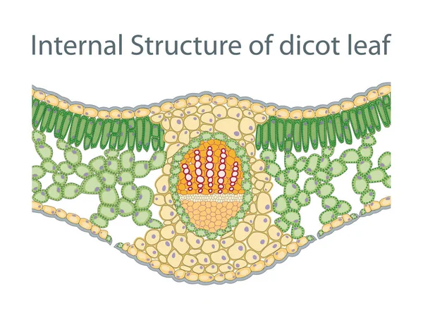 Anatomie Van Dicot Leaf Diagram — Stockfoto