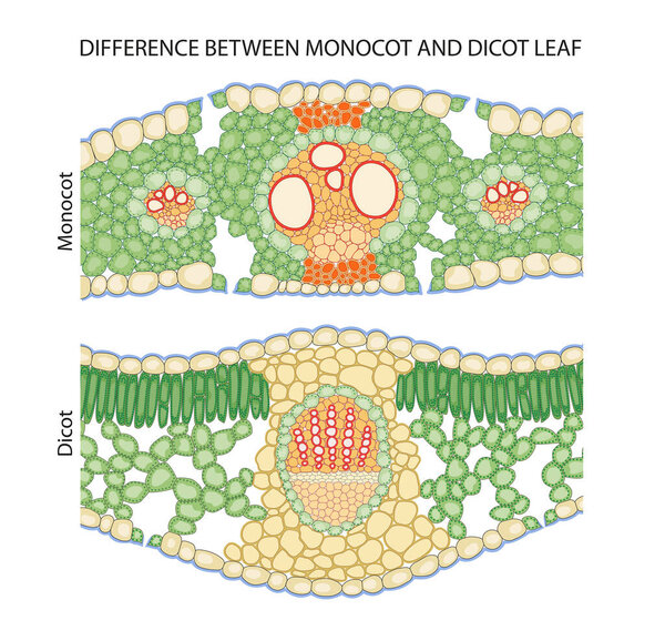 Difference between dicot and monocot leaf