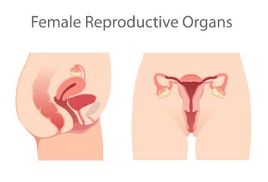 Kadın üreme sisteminin gösterimi