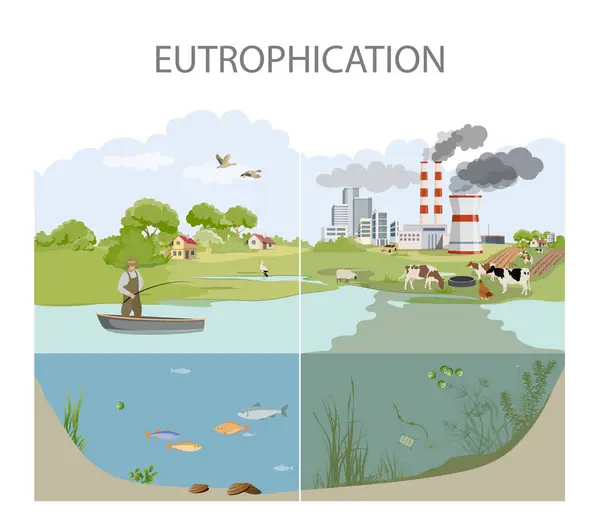 Eutrophication and Water Pollution illustration