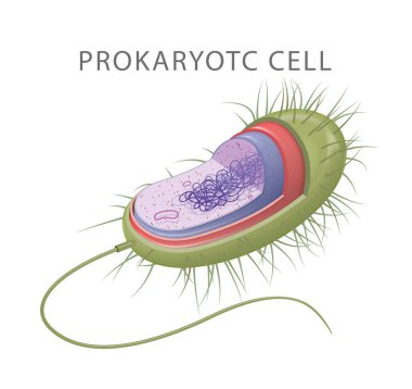 Prokaryotik hücreler: en küçük, en basit hücre tipi
