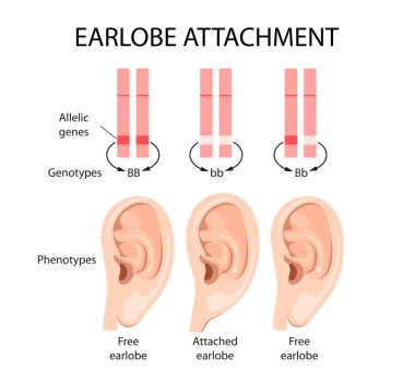 Attached earlobe and free earlobe clipart