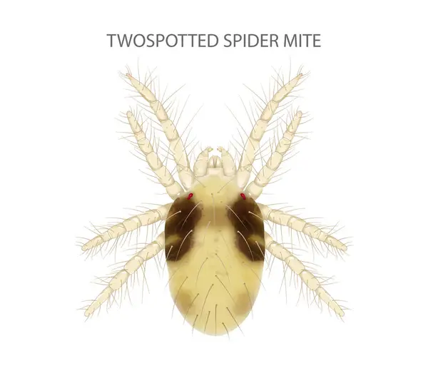stock image Twospotted Spider Mite illustration. It is a pest.