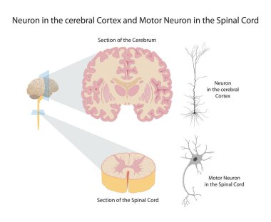 Neuron in the cerebral Cortex and Motor Neuron in the Spinal Cord clipart