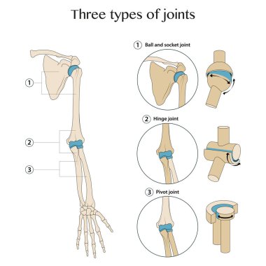 Three types of hand joints clipart