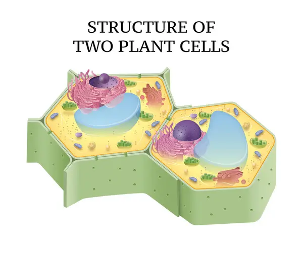 stock image Structure of two plant cells