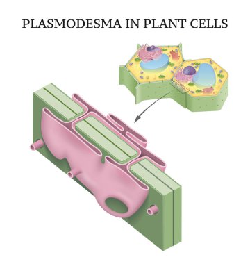 Bitki hücrelerinde plasmodesma çizimi