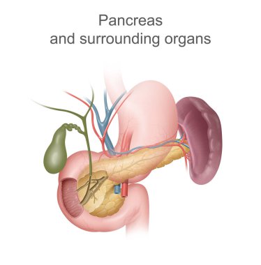 Pankreasın ve etrafındaki organların pankreas ve çevresindeki organların resimleri.