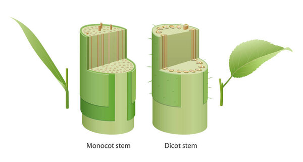 Characteristics of Dicot and Monocot Stem