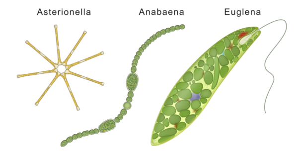 Three types of algae: Asterionella, Anabaena, Euglena