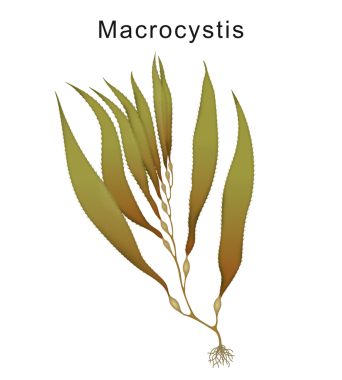 Dev yosun (Macrocystis pyrifera)