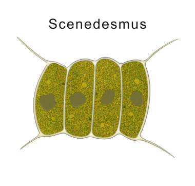 Mikroskobik organizma Chlorophytes Scenedesmus quadricauda