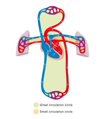 Kan dolaşımı sistemi. Dolaşım çemberi harika. Küçük dolaşım çemberi