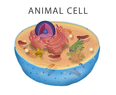 Hayvan hücresinin tasviri