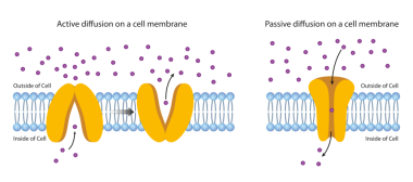 Plazma Membrane boyunca yayılma. JPG illüstrasyonu