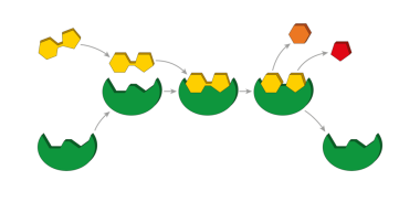 Kilit ve anahtar modeli. Enzimler biyolojik katalizör (biyokatalizör) görevi gören proteinlerdir. Katalizörler kimyasal reaksiyonları hızlandırır.