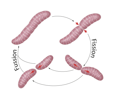 Mitokondri sürekli kaynaşıp bölünen dinamik organellerdir.