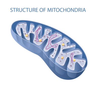 Tipik bir mitokondrinin bileşenleri
