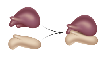 Ökaryotik Ribozomun yapısı