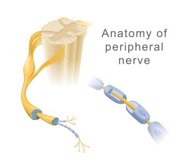 Çevresel sinirlerin anatomisi