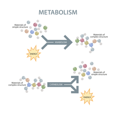 İnsan betimlemesinin metabolizması