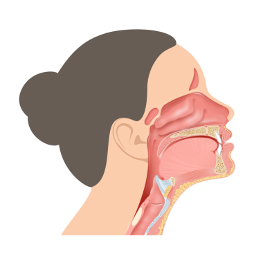 Gırtlak çizimini çevreleyen anatomik yapılar