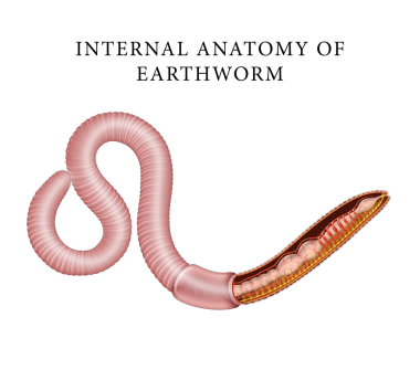 Solucan anatomisinin tasviri