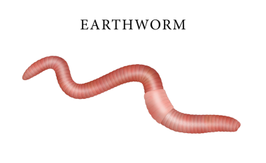 Beyaz arkaplana karşı yaygın toprak solucanı çizimi