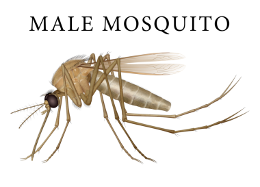 Sivrisinek erkekler dişilerden daha küçüktür.