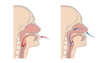 Nefes borusu ve yemek borusu anatomisi.