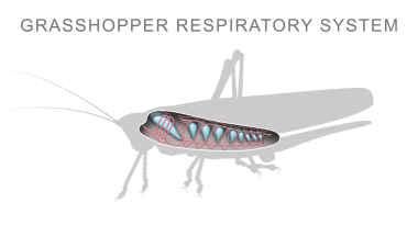 Çekirge solunum sistemi diyagramı. Böceklerin solunum süreci