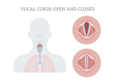 Vocal cords open and closed