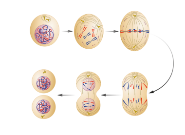 Hücre bölünmesi. Mitoz diyagramı
