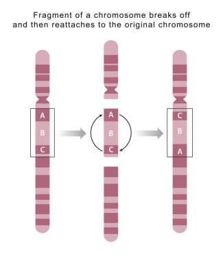 Bir parça kırılabilir ve ters yönelimde birleşebilir, bir kromozom içindeki parçayı tersine çevirebilir.