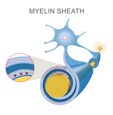 Sinir hücresi akson ve miyelin kılıfı.