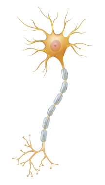 Nöron ya da sinir hücresi sinir dokusunun ana bileşenidir.