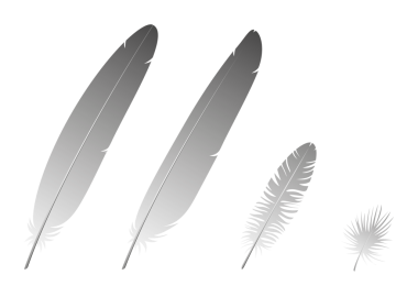 Farklı kuş tüyleri.